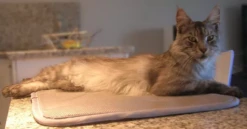 Matelas Anti-escarres Confort4pattes -Magasin De Fournitures Pour Chiens De Compagnie 55c0616d5d98821d9afbcbd9e5f3c4fc90951b16cae946ef0eda01a8206dbdbb