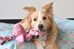 Flamingo Jouet Chien Peluche Andes Flamant Rose 36cm 7 Flamingo Jouet Chien Peluche Andes Flamant Rose 36cm -Magasin De Fournitures Pour Chiens De Compagnie 6aee37b1fcf593cb91672437a685dd8734f32d637e0b15053fdf3f74d92c2235