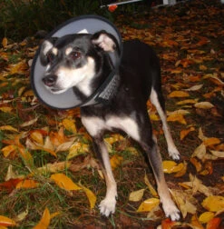 Flamingo Carcan Capo 31,5cm -Magasin De Fournitures Pour Chiens De Compagnie 7de486facebd1c50360a8963fe8fbb258e165e18ebbce23e466ab63927cea963