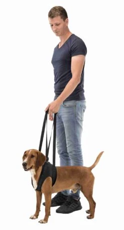 Trixie Ceinture Aide à La Marche / L-XL / 75-85 Cm -Magasin De Fournitures Pour Chiens De Compagnie 85b322f9b7526a208255492098ed26e73a05d5fdc2d4f1282195db003477aff7