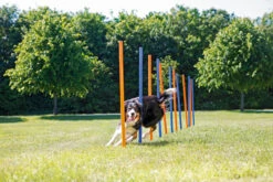 Trixie Slalom Fun Agility -Magasin De Fournitures Pour Chiens De Compagnie 8f8fcf6360fcee24df3d31d33a61269ab612feda418ea3b8622252590ecdaf90