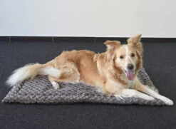 Flamingo Coussin Cuddly Plat Rectangulaire Taupe 85,5x51x2cm -Magasin De Fournitures Pour Chiens De Compagnie a4786eba1a7de2cc9ddc5f3f610a55677acd27983c0428209d2a3e502232cc72