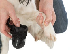 Trixie Chaussures De Protection Walker Active / XL 2pcs. -Magasin De Fournitures Pour Chiens De Compagnie a9ed7403e7270fba9cbe0c569267f57bb704d33b769ec1a5458f95b1bf0c54e0 3