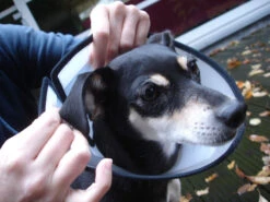 Flamingo Carcan Capo 38,5cm -Magasin De Fournitures Pour Chiens De Compagnie ab52d58ec1c7dcb55539e95597d9aa4db2bd9831d7666a9f69302590f67bae73