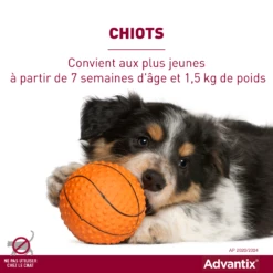 Advantix Très Petit Chien 2-4Kg -Magasin De Fournitures Pour Chiens De Compagnie advantix convient aux chiots