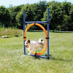 Trixie Fun Agility Anneau -Magasin De Fournitures Pour Chiens De Compagnie b79a4466414a4da2954e391c8207a65bb94e1716621690dc570aa14f387fe2a5