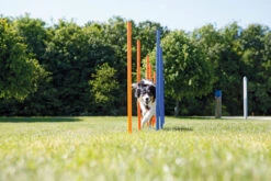 Trixie Slalom Fun Agility -Magasin De Fournitures Pour Chiens De Compagnie bb55456ec35f6b09469109c025cb2b117c1a7e9435aae34b494b5f3304356ec8
