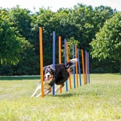 Trixie Slalom Fun Agility -Magasin De Fournitures Pour Chiens De Compagnie c8ffba6fe2234f9a2ecbea207a5512fdab14d9c2e10fbfc25e52cf70efb4f2a8