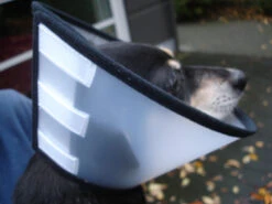 Flamingo Carcan Capo 38,5cm -Magasin De Fournitures Pour Chiens De Compagnie cbf5d4f40c64dfaa118e270f29c6a90a62a4dafbd6dcb54997f8935169c66b18