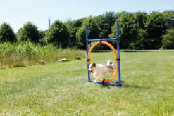 Trixie Fun Agility Anneau -Magasin De Fournitures Pour Chiens De Compagnie e946b434719bcb1be05c057c9cfe4b06e98fccf18c1862cf8270624aa8f88100