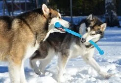 Safestix KONG -Magasin De Fournitures Pour Chiens De Compagnie fb80efaed2ac5ccd81d3243c6c7f43066f6bf207daa1c3ed5d318c728421b9df