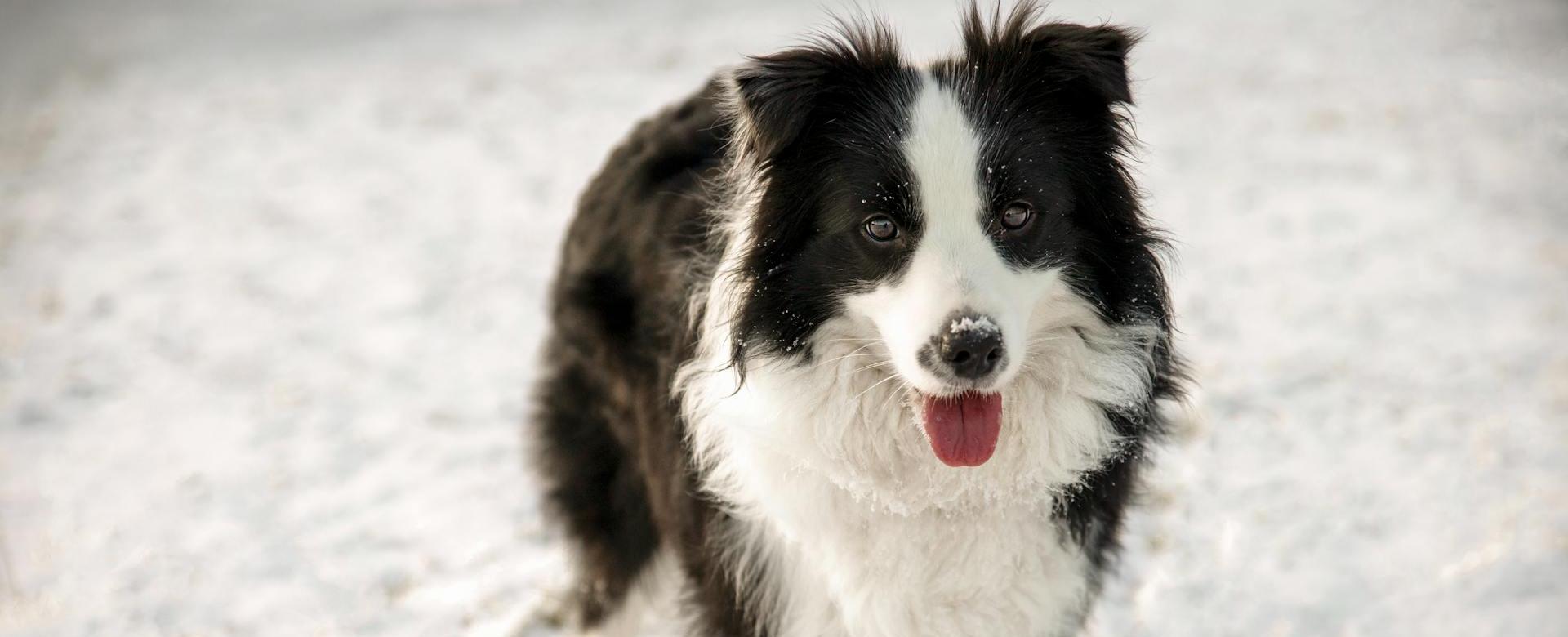 Magasin De Fournitures Pour Chiens De Compagnie -Magasin De Fournitures Pour Chiens De Compagnie pexels lauma augstkalne 322733111 30832664