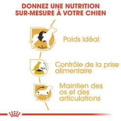 Royal Canin Beagle Adult Pour Chien 12kg -Magasin De Fournitures Pour Chiens De Compagnie royal canin beagle adult beagle adulte 2